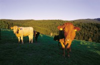 /album/fotogalerij/omgeving-westfeld-jpg/